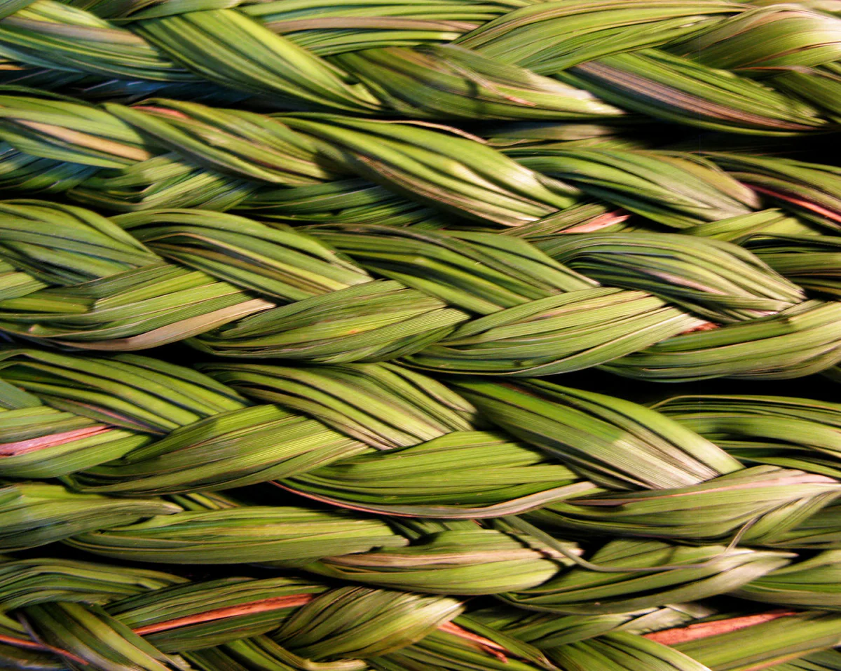 Sweetgrass